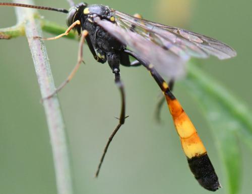 Hellwigia obscura